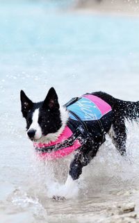 hurtta-schwimmweste-outlet hund